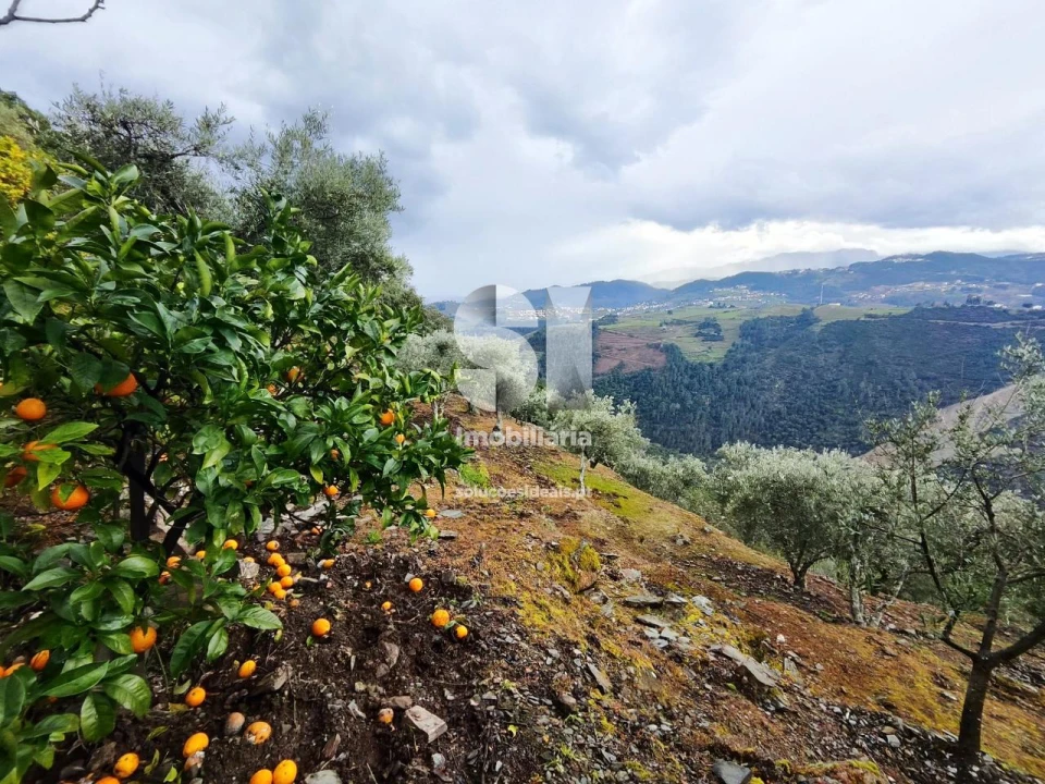 Terreno para Venda em Folhadela Foto 6