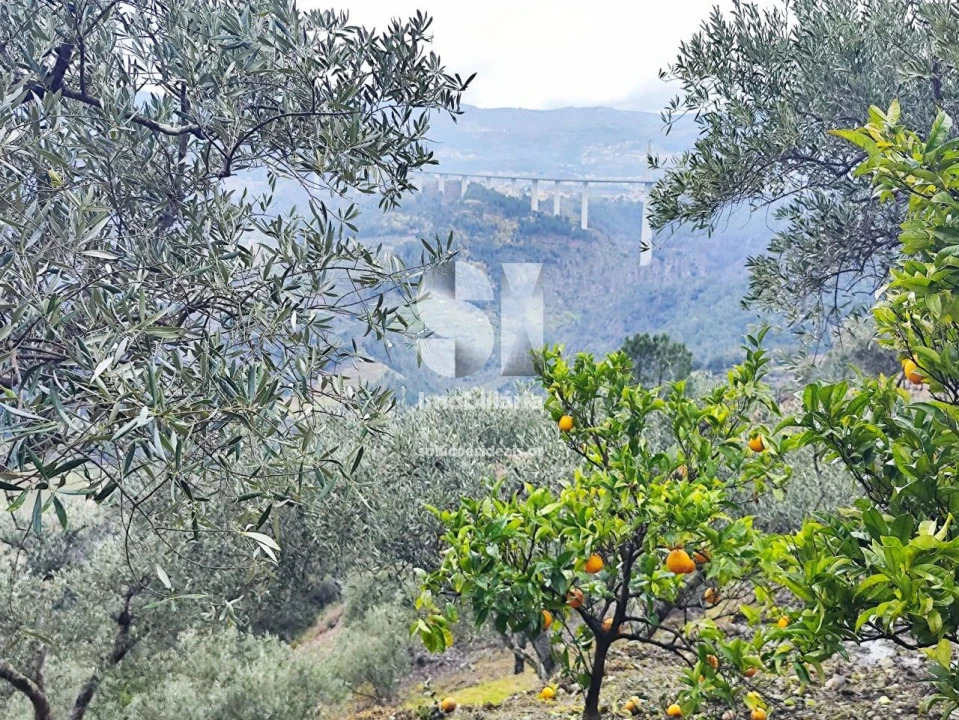 Terreno para Venda em Folhadela Foto 9