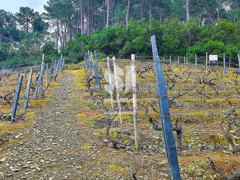 Terreno para Venda em Folhadela Foto 4