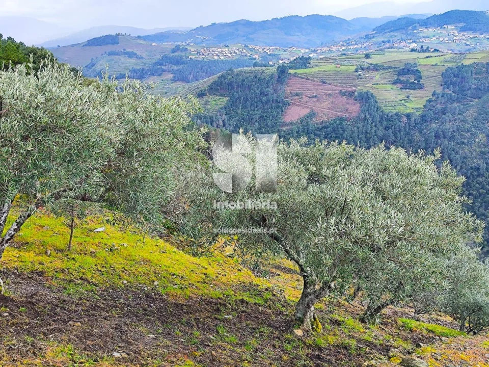 Terreno para Venda em Folhadela Foto 12