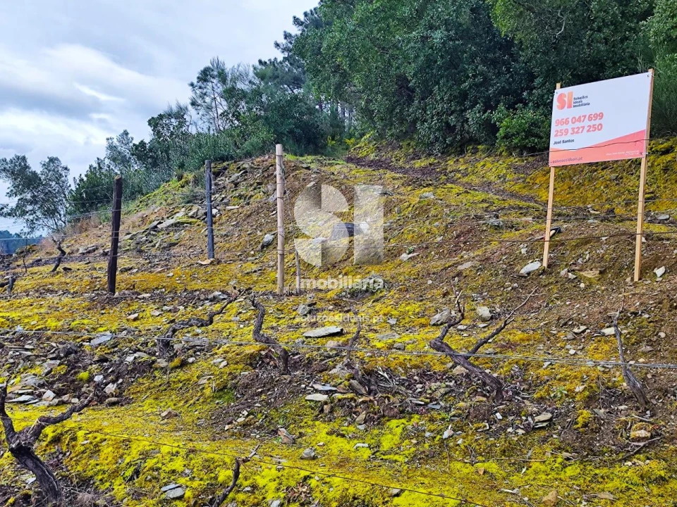 Terreno para Venda em Folhadela Foto 13