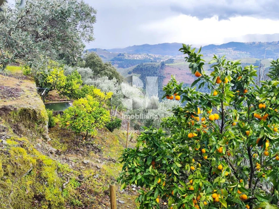 Terreno para Venda em Folhadela Foto 14
