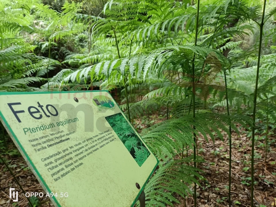 Terreno para Venda em Lourinhã e Atalaia Foto 8
