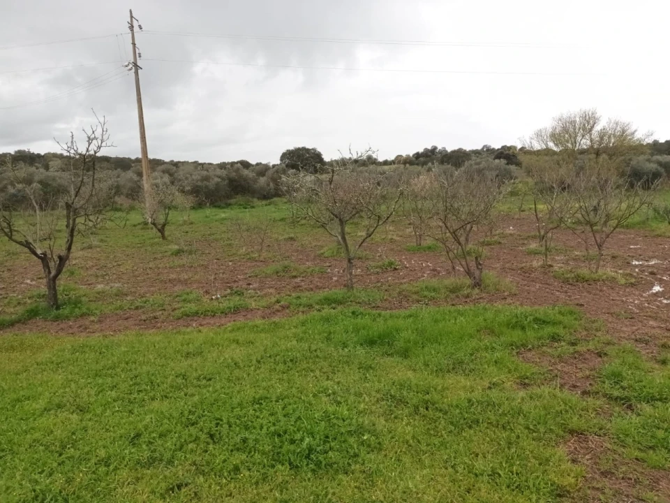 Terreno para Venda em Barbacena e Vila Fernando Foto 4