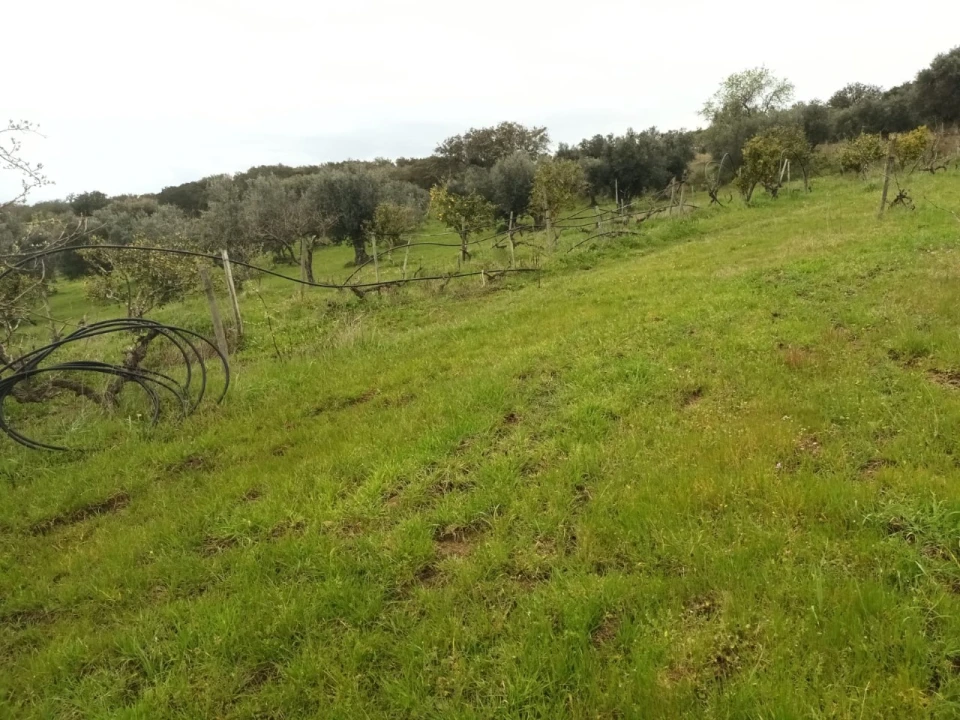 Terreno para Venda em Barbacena e Vila Fernando Foto 16