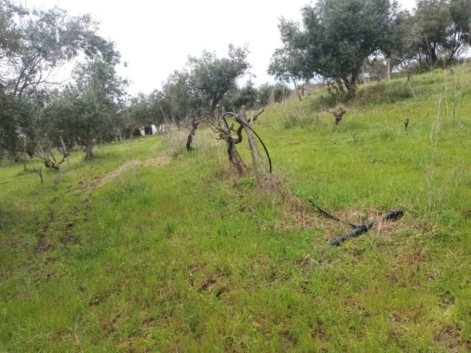 Terreno para Venda em Barbacena e Vila Fernando Foto 17