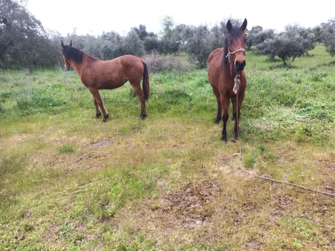 Terreno para Venda em Barbacena e Vila Fernando Foto 10