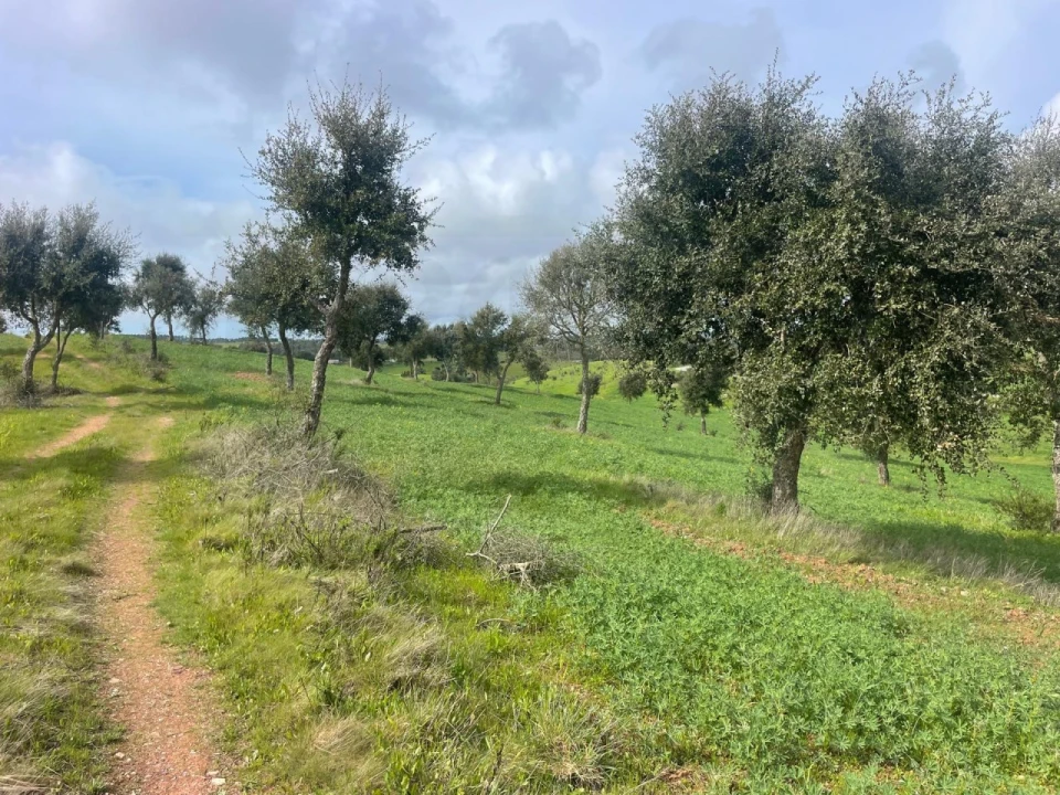 Terreno Agricola ou Rústico para Venda em Porto Covo Foto 5