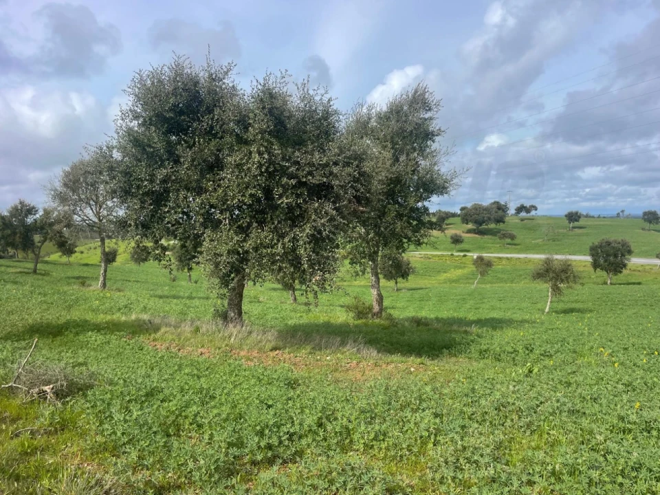 Terreno Agricola ou Rústico para Venda em Porto Covo Foto 7