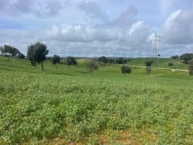 Terreno Agricola ou Rústico para Venda em Porto Covo Foto 8