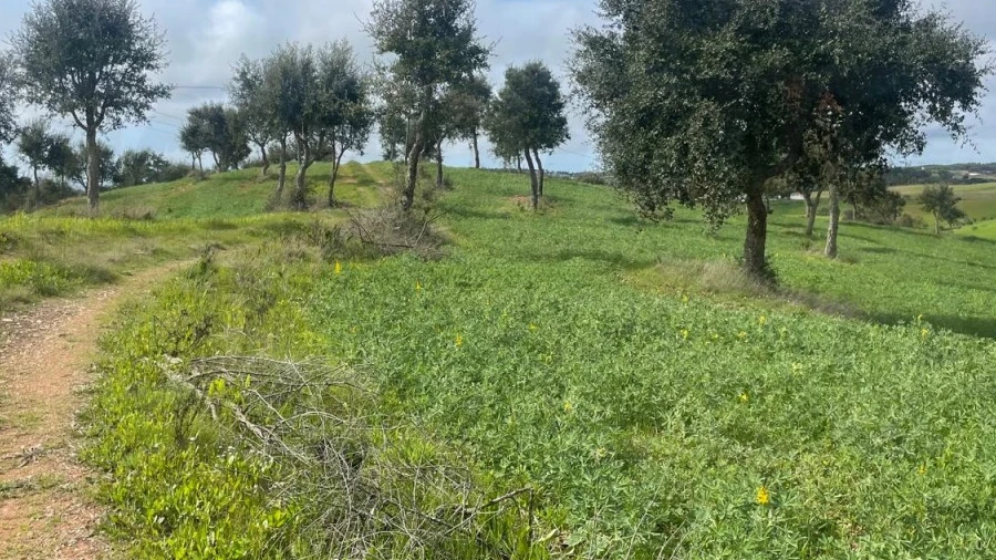 Terreno Agricola ou Rústico para Venda em Porto Covo