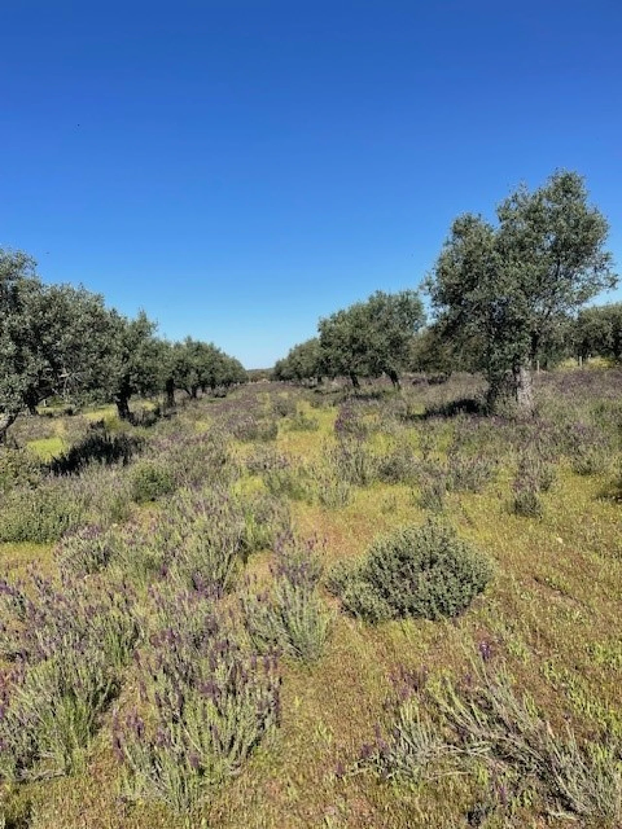 Terreno Agricola ou Rústico para Venda em Ponte de Sor, Tramaga e Vale de Açor Foto 4