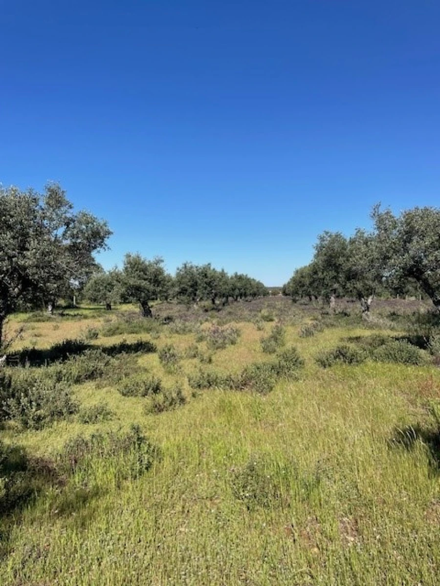 Terreno Agricola ou Rústico para Venda em Ponte de Sor, Tramaga e Vale de Açor Foto 2