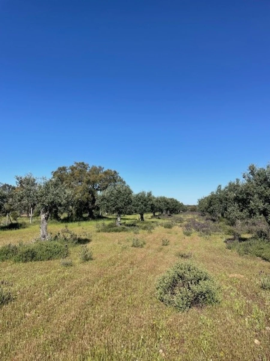 Terreno Agricola ou Rústico para Venda em Ponte de Sor, Tramaga e Vale de Açor Foto 3