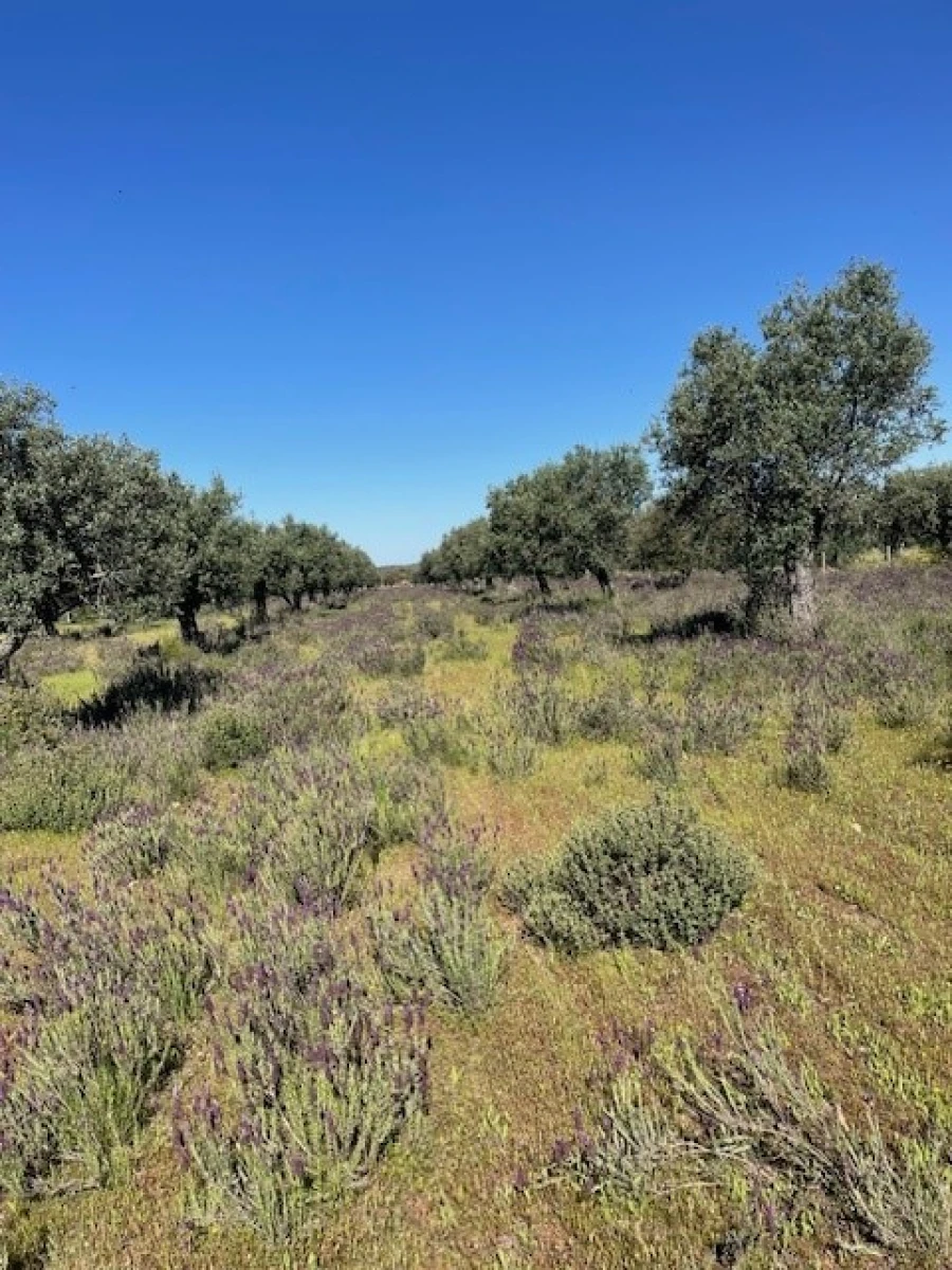 Terreno Agricola ou Rústico para Venda em Ponte de Sor, Tramaga e Vale de Açor Foto 4
