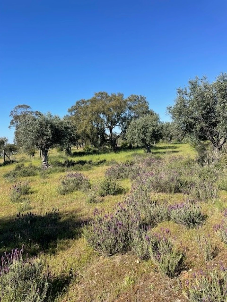 Terreno Agricola ou Rústico para Venda em Ponte de Sor, Tramaga e Vale de Açor Foto 5