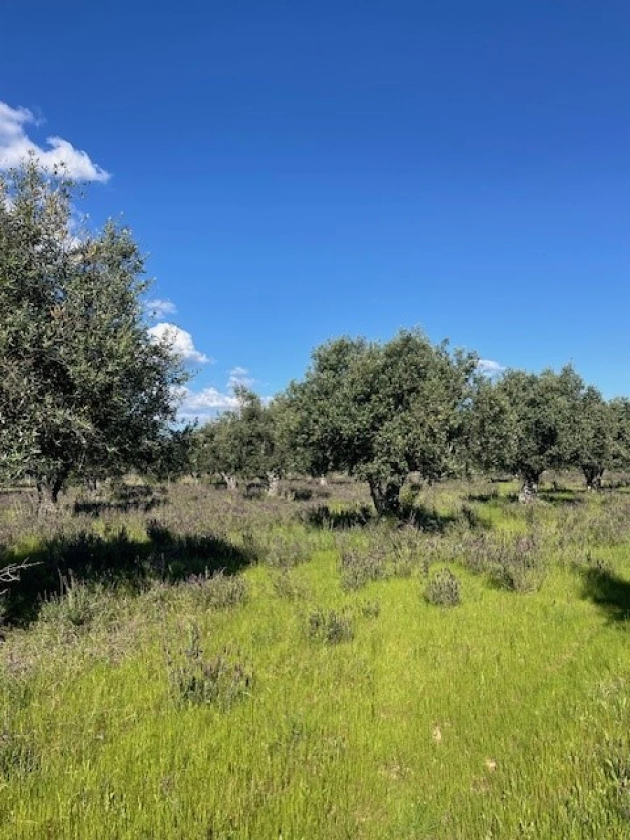 Terreno Agricola ou Rústico para Venda em Ponte de Sor, Tramaga e Vale de Açor Foto 6