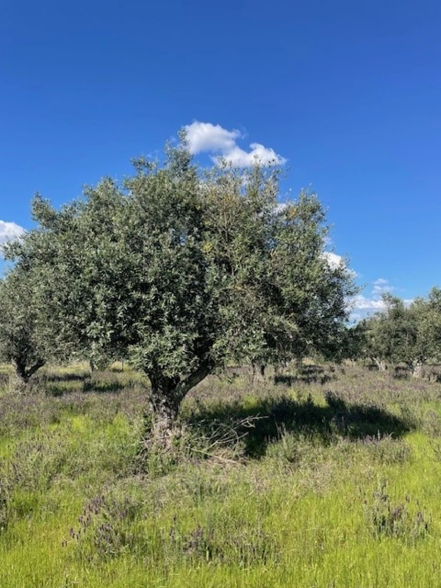 Terreno Agricola ou Rústico para Venda em Ponte de Sor, Tramaga e Vale de Açor Foto 7