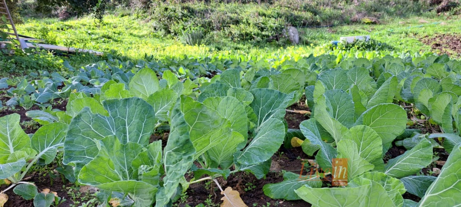 Terreno Agricola ou Rústico para Venda em Fanhões Foto 7