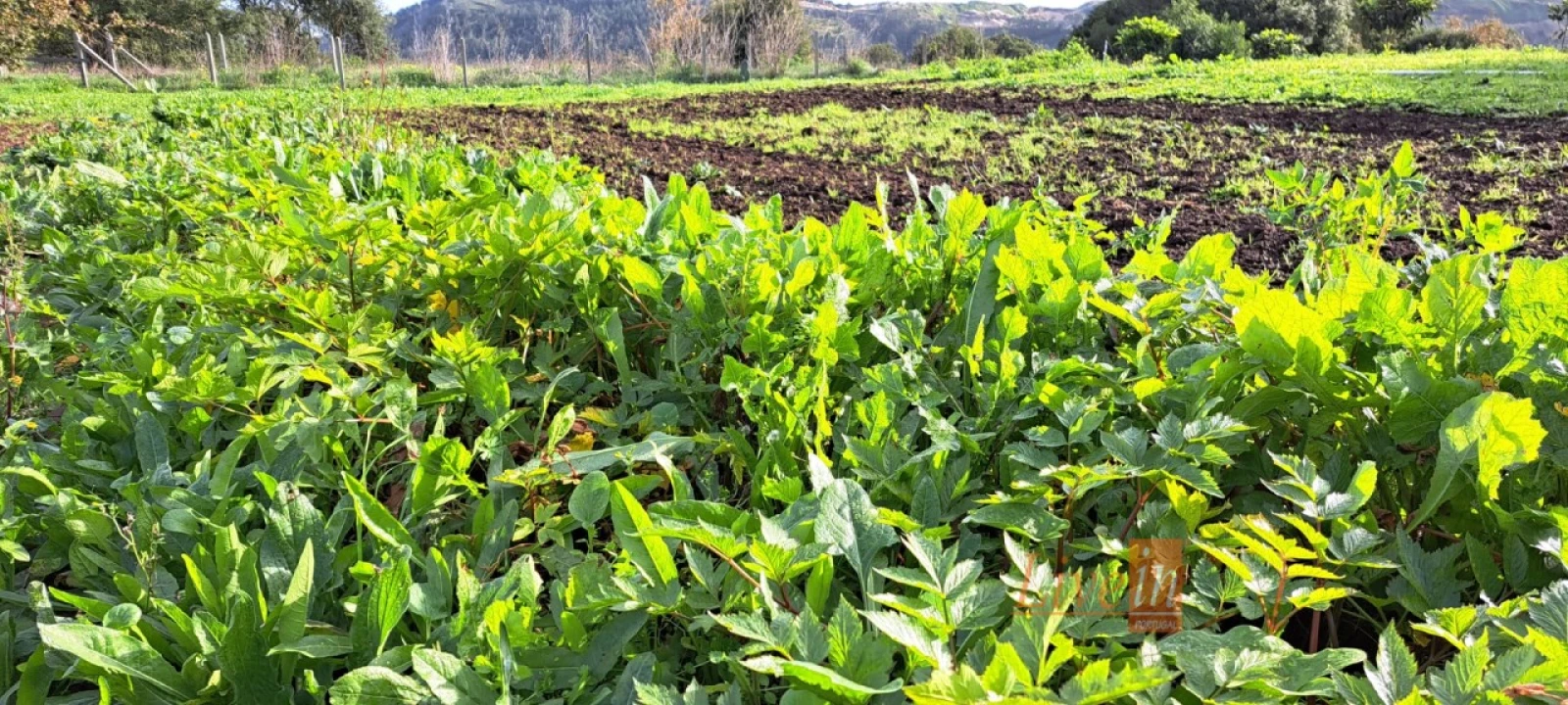Terreno Agricola ou Rústico para Venda em Fanhões Foto 11