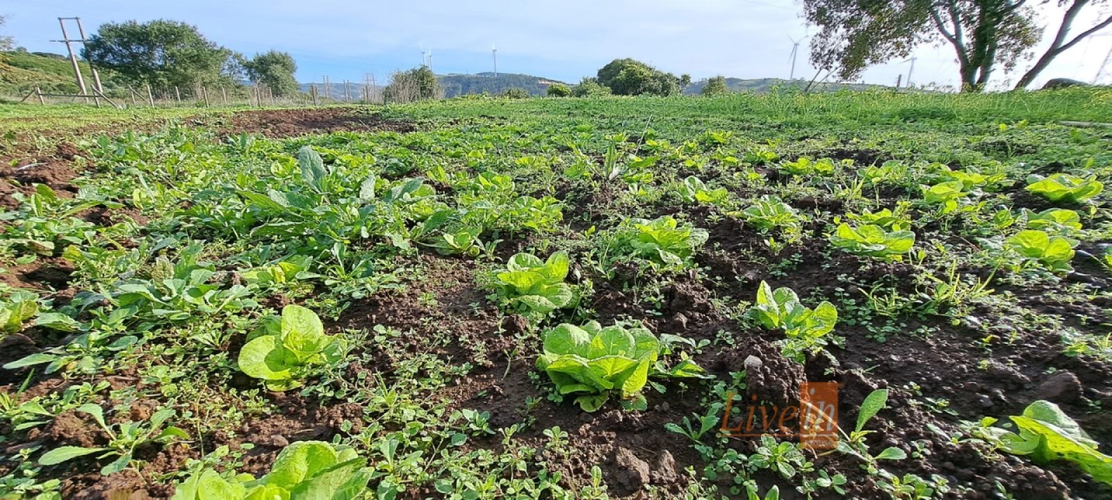 Terreno Agricola ou Rústico para Venda em Fanhões Foto 12