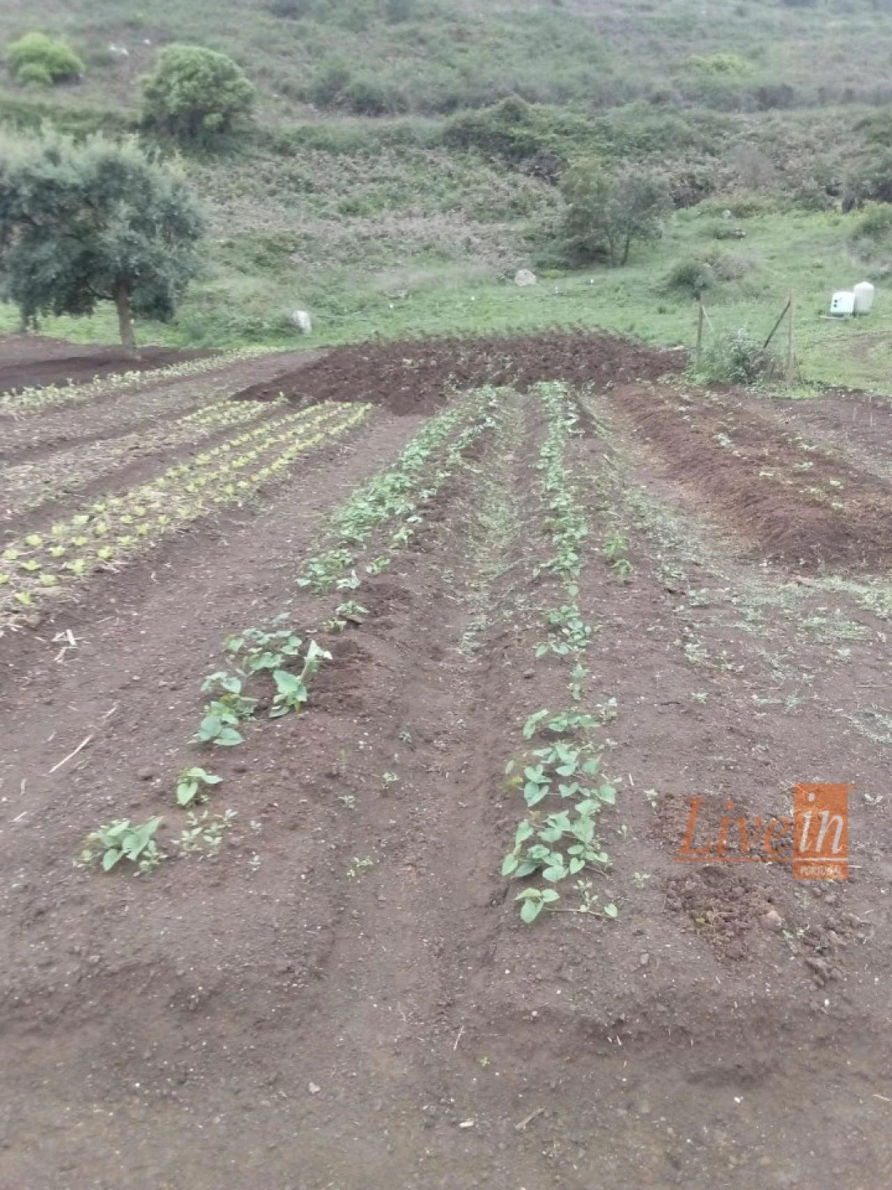 Terreno Agricola ou Rústico para Venda em Fanhões Foto 16