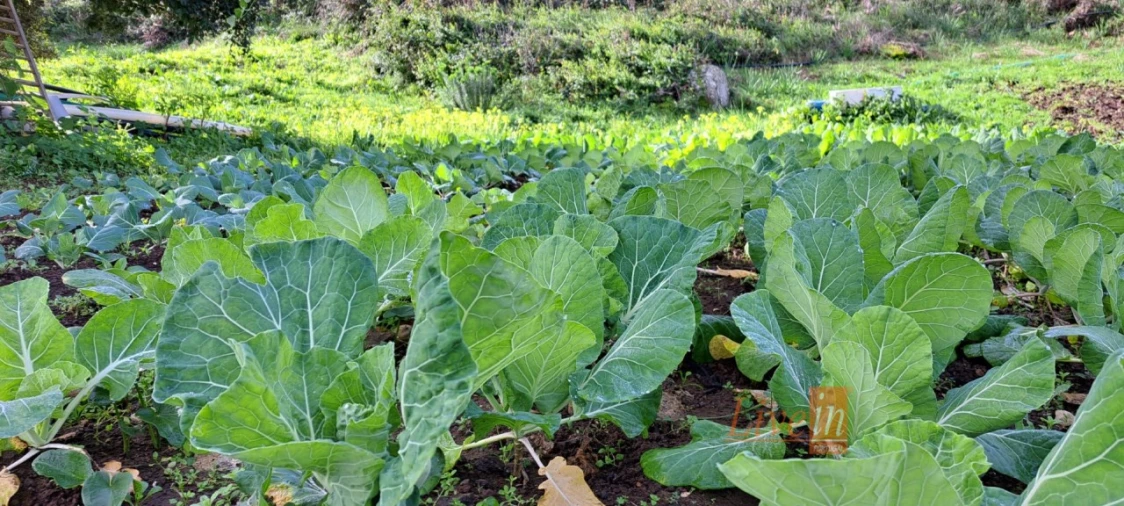 Terreno Agricola ou Rústico para Venda em Fanhões Foto 7