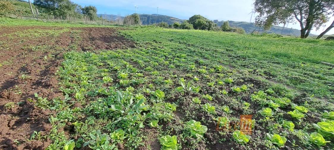 Terreno Agricola ou Rústico para Venda em Fanhões Foto 10
