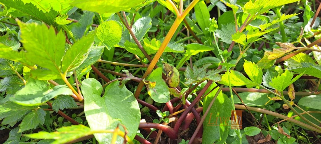 Terreno Agricola ou Rústico para Venda em Fanhões Foto 13