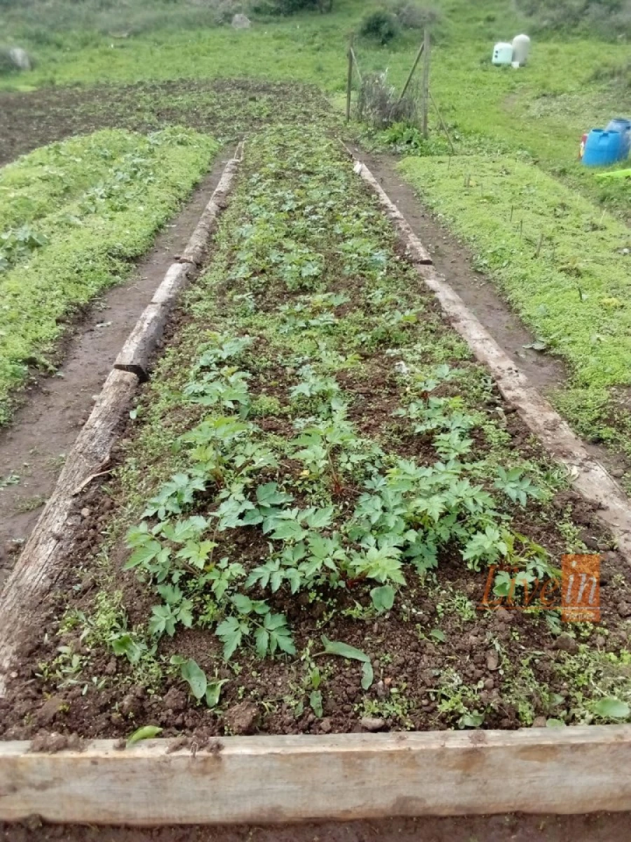 Terreno Agricola ou Rústico para Venda em Fanhões Foto 15