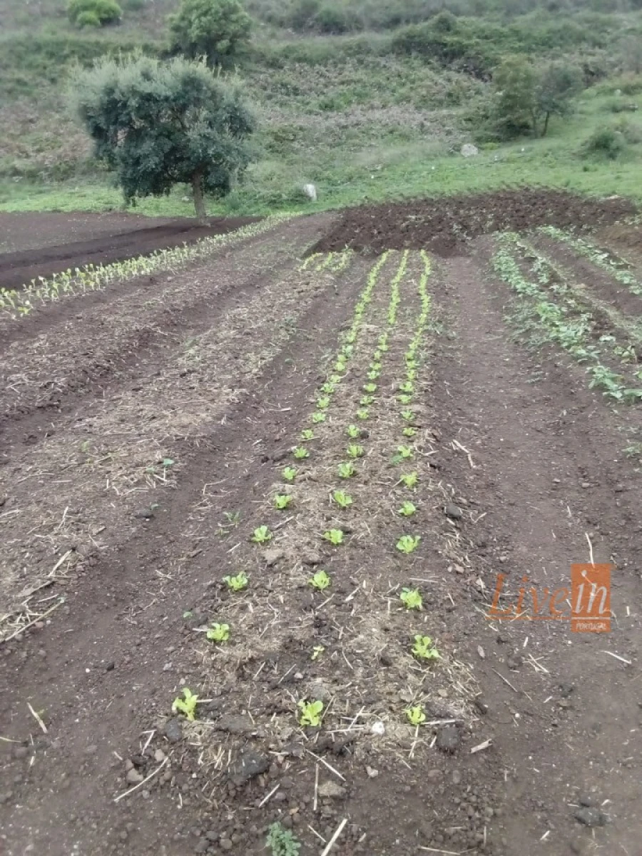 Terreno Agricola ou Rústico para Venda em Fanhões Foto 17