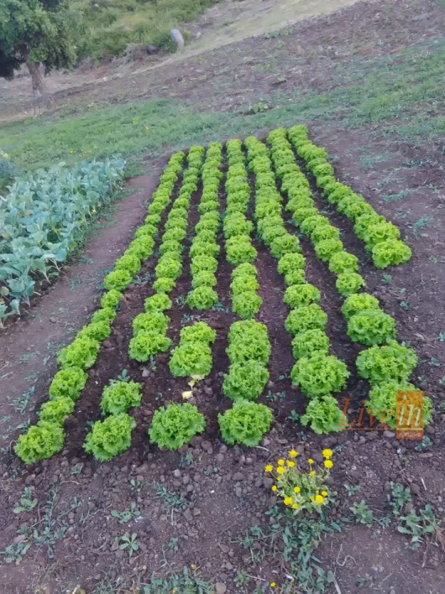 Terreno Agricola ou Rústico para Venda em Fanhões Foto 19