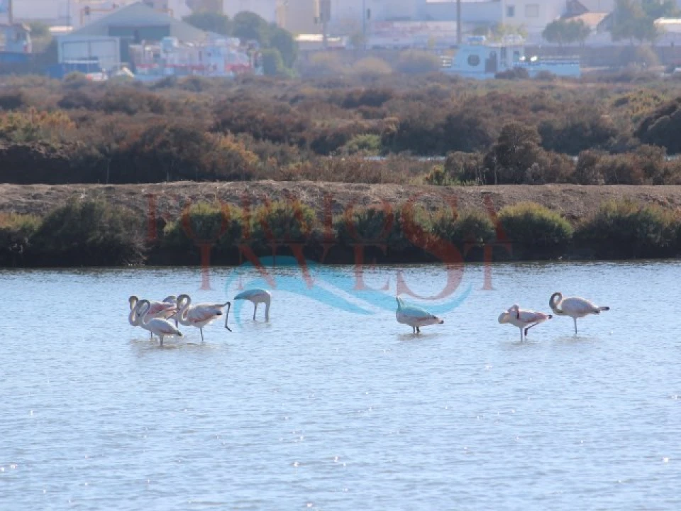 Loja para Venda em Moncarapacho e Fuseta Foto 12