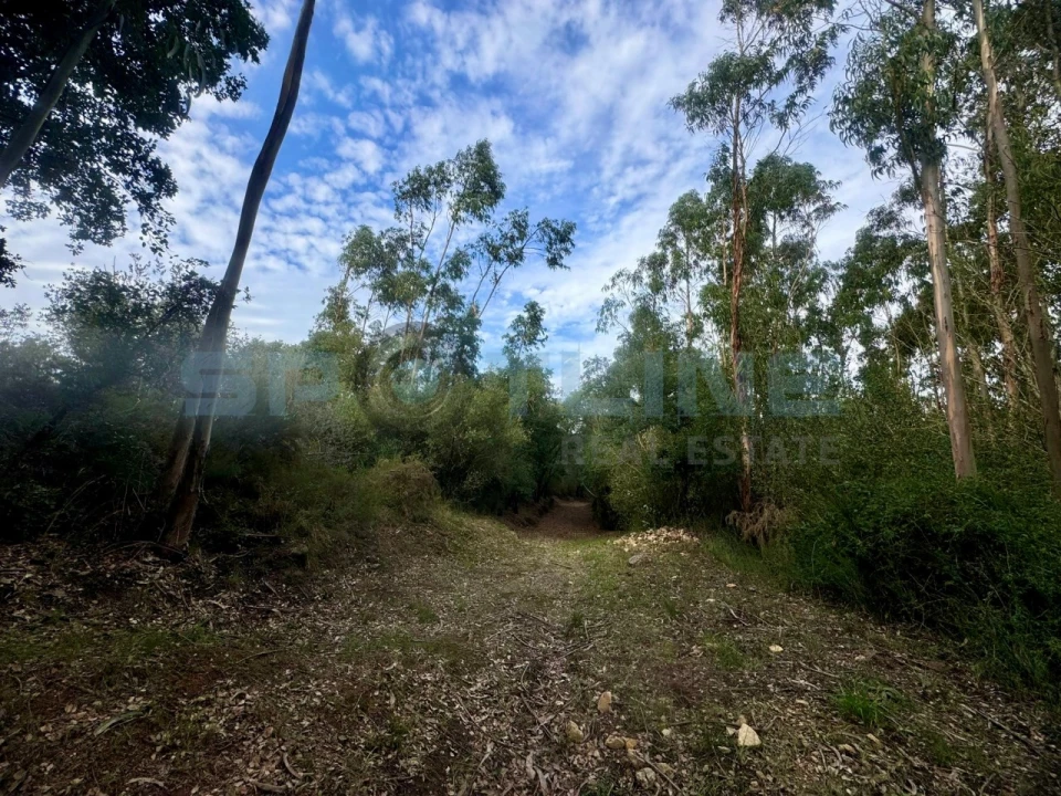 Quinta T11 para Venda em Bucelas Foto 59