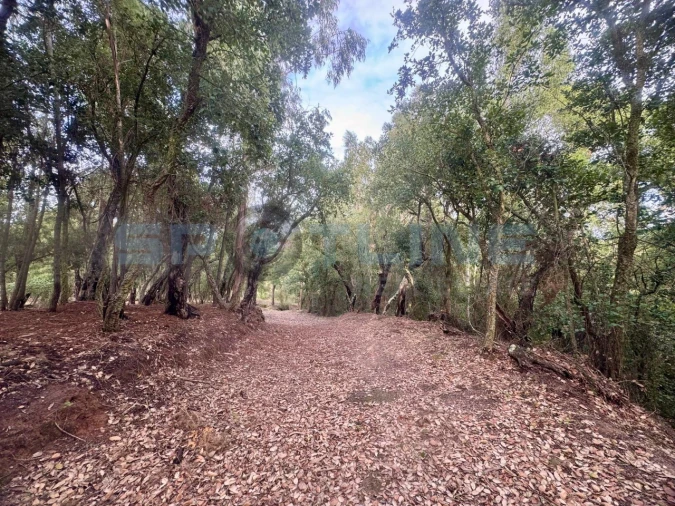 Quinta T11 para Venda em Bucelas Foto 28