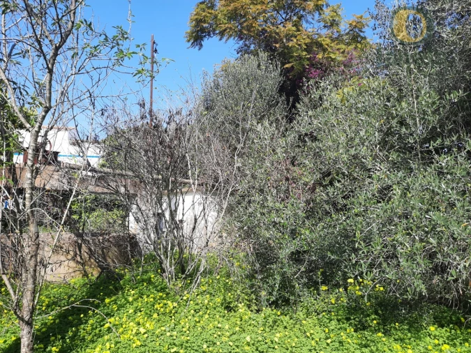 Quinta T4 para Venda em Moncarapacho e Fuseta Foto 4