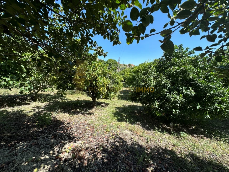 Moradia T4 para Venda em Torres Novas (São Pedro), Lapas e Ribeira Branca Foto 34