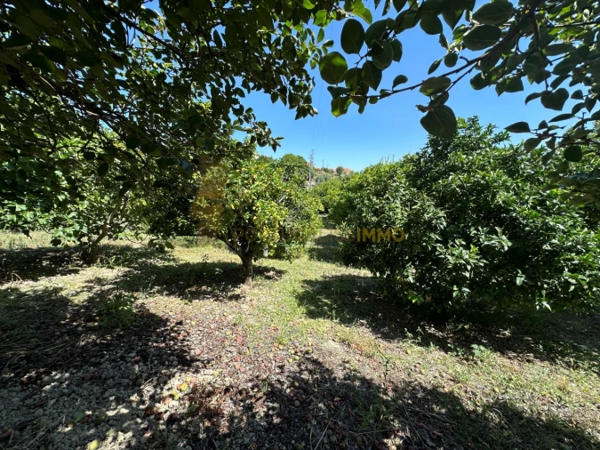 Moradia T4 para Venda em Torres Novas (São Pedro), Lapas e Ribeira Branca Foto 34