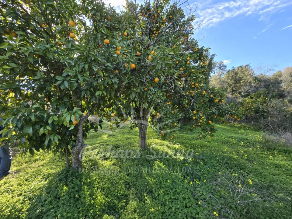 Terreno Misto para Venda em Reliquias Foto 13