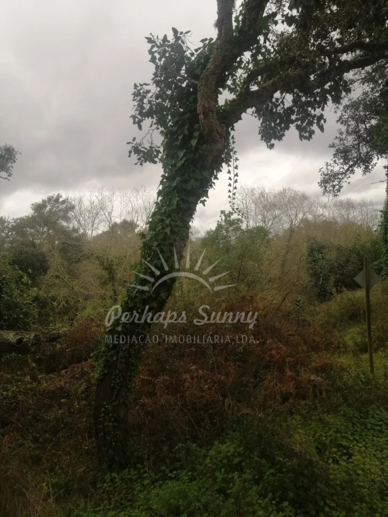 Terreno Misto para Venda em Reliquias Foto 14