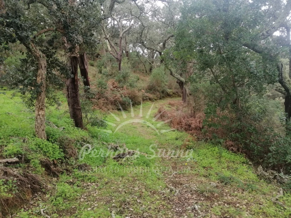 Terreno Misto para Venda em Reliquias Foto 16