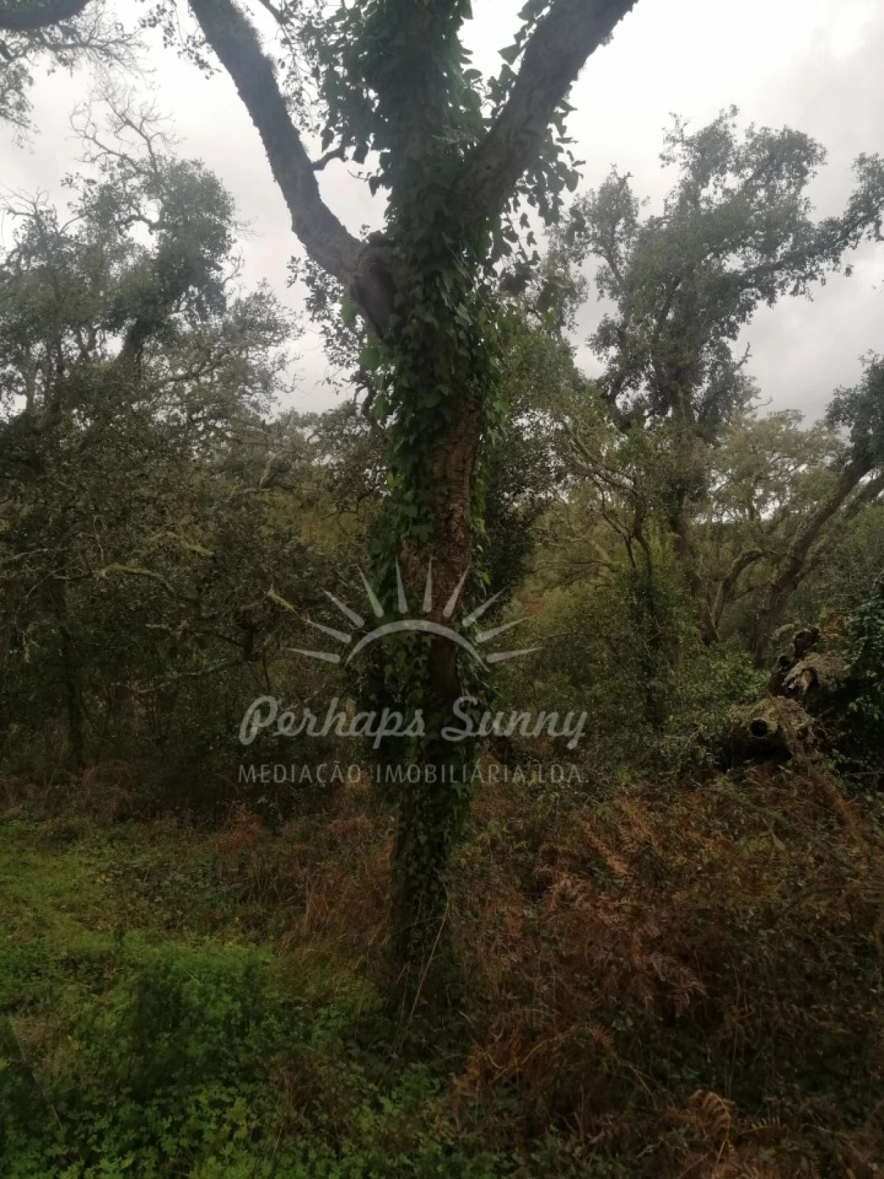 Terreno Misto para Venda em Reliquias Foto 17