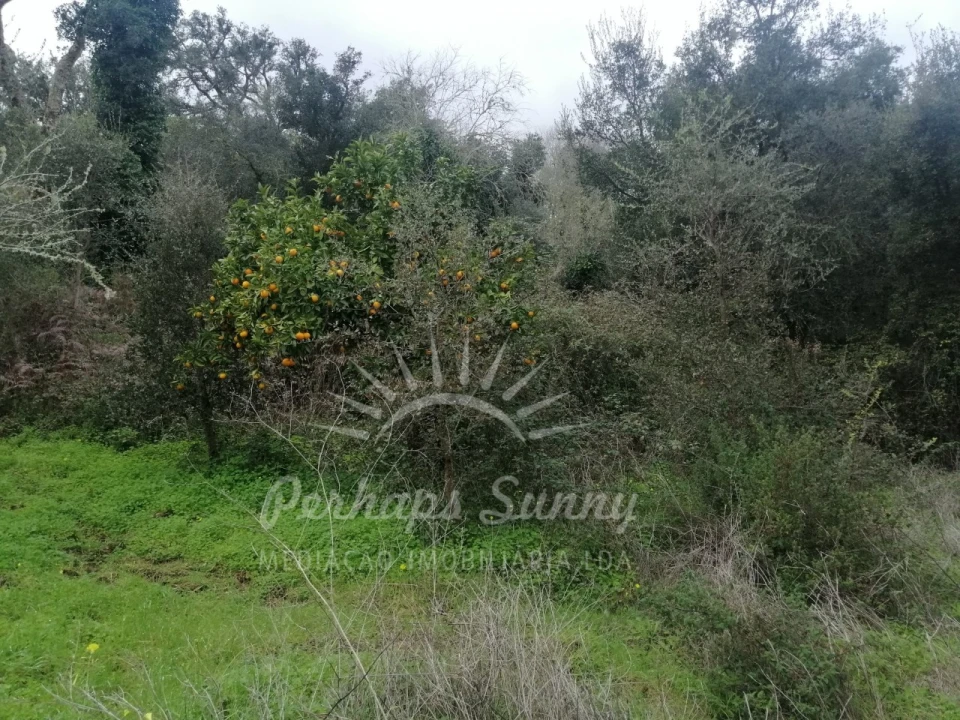 Terreno Misto para Venda em Reliquias Foto 25