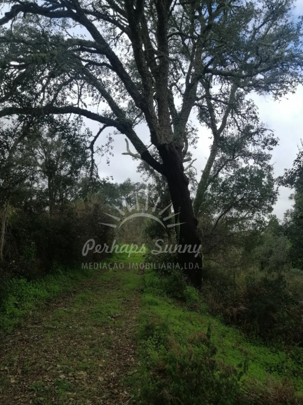 Terreno Misto para Venda em Reliquias Foto 26