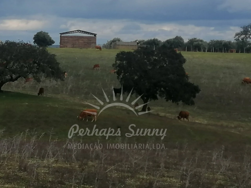 Terreno Misto para Venda em Reliquias Foto 30