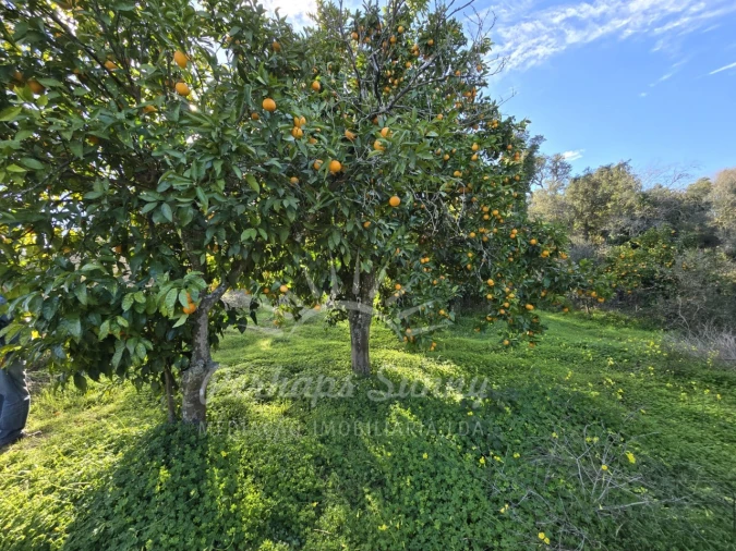 Terreno Misto para Venda em Reliquias Foto 13