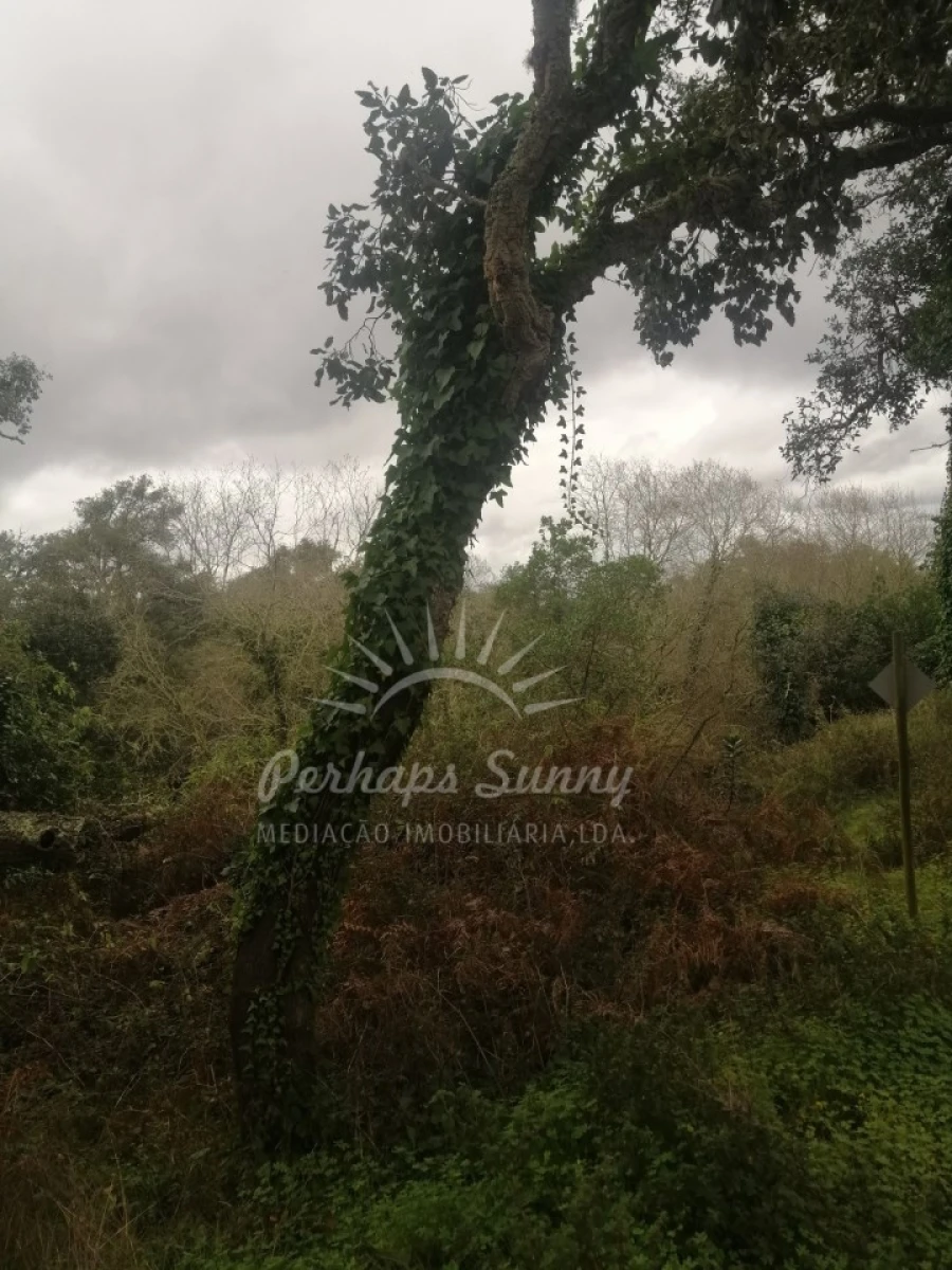 Terreno Misto para Venda em Reliquias Foto 14