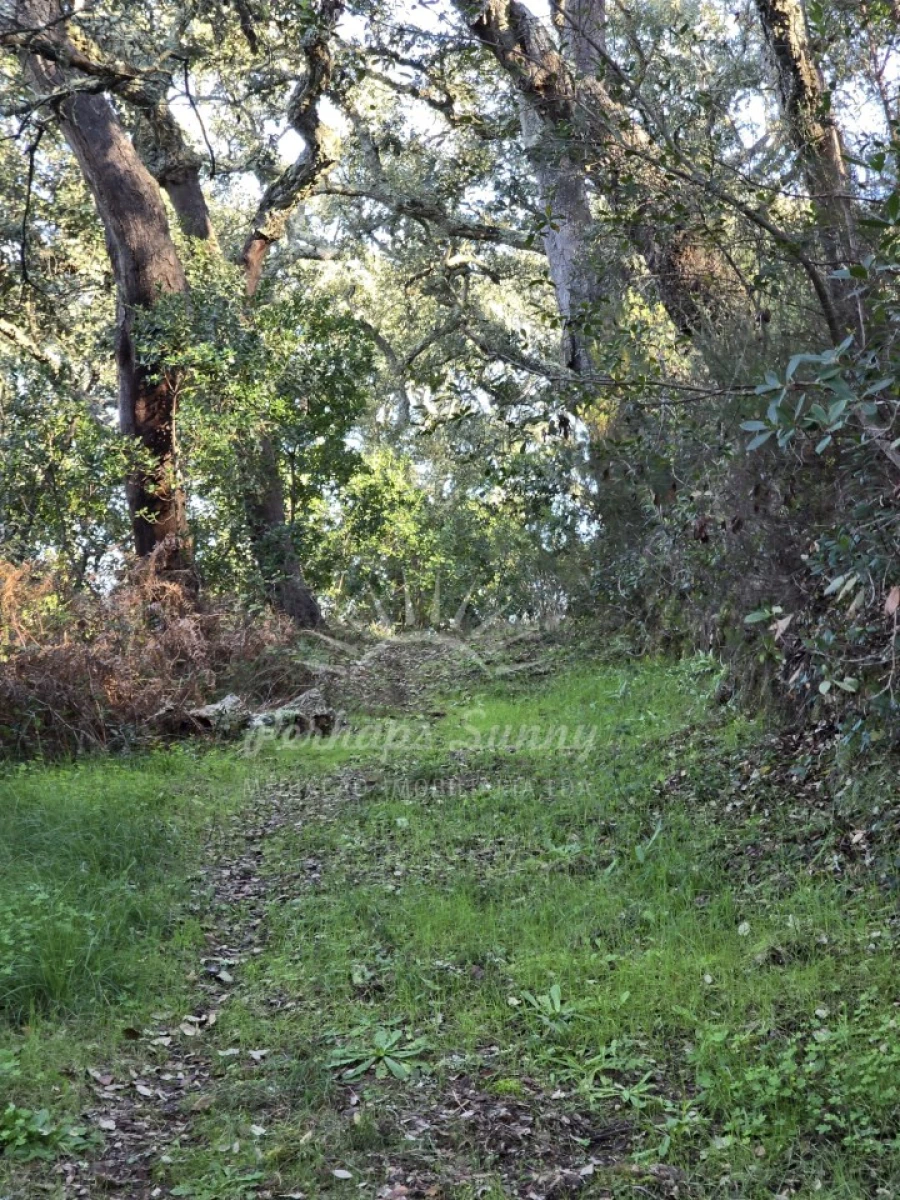 Terreno Misto para Venda em Reliquias Foto 15