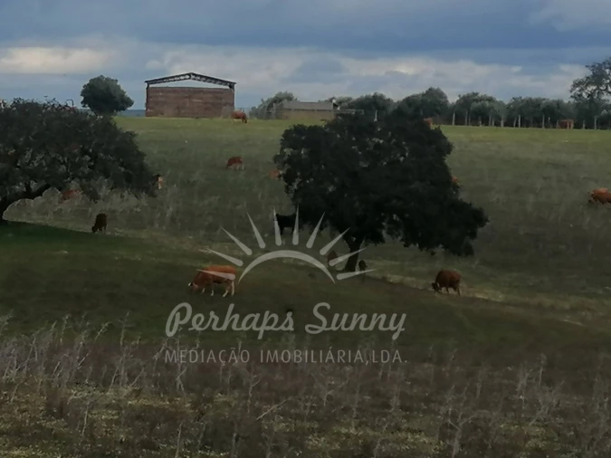 Terreno Misto para Venda em Reliquias Foto 30