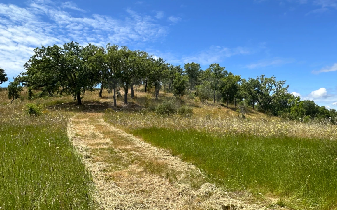 Terreno para Venda em Santiago do Cacém, Santa Cruz e São Bartolomeu da Serra Foto 4